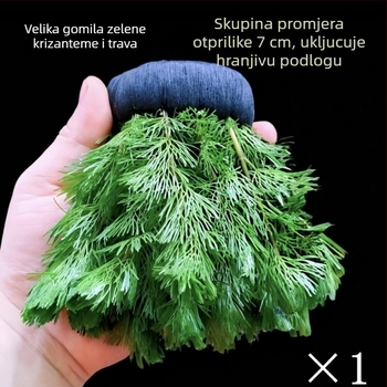 Shadow Creek Set za uređenje Betta akvarija s oksigenirajućim sfernim vodnim biljkama, bez dna pijeska, za pročišćavanje vode