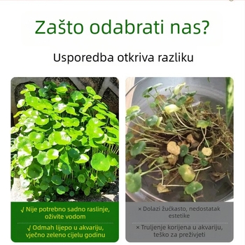 Filter za akvarij s hidroponskim biljem i zajedničkim uzgojem riba za pročišćavanje vode i žive zelene biljke