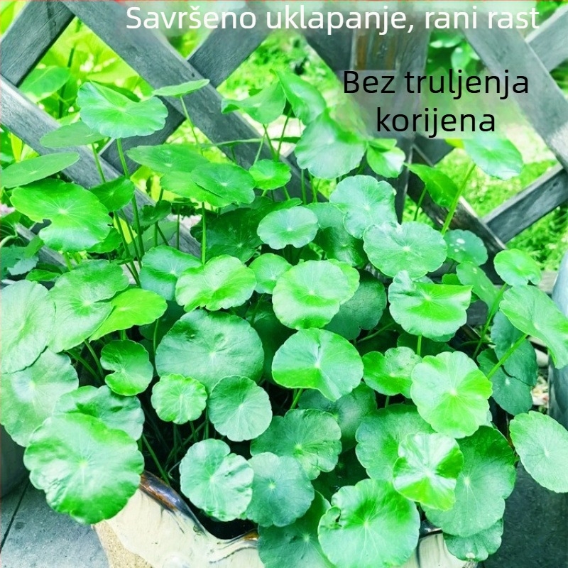 Filter za akvarij s hidroponskim biljem i zajedničkim uzgojem riba za pročišćavanje vode i žive zelene biljke