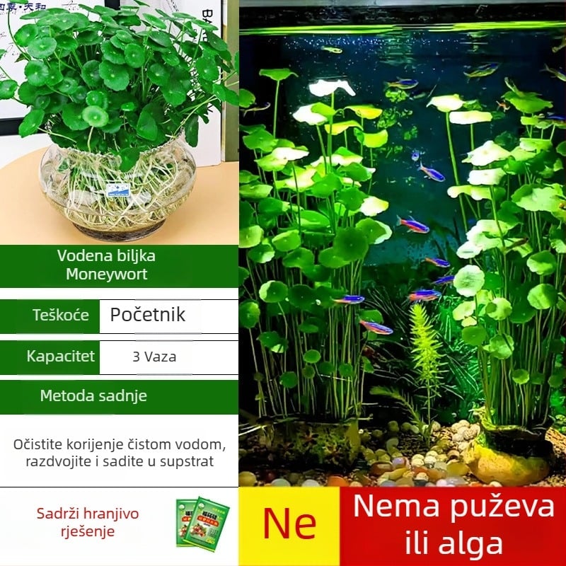 Filter za akvarij s hidroponskim biljem i zajedničkim uzgojem riba za pročišćavanje vode i žive zelene biljke