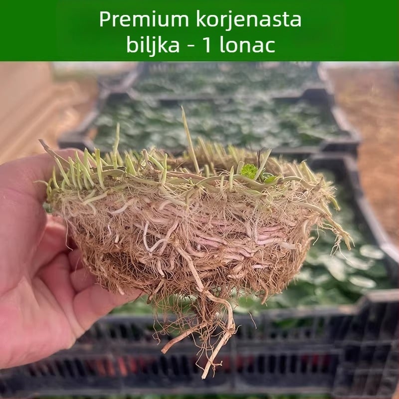 Filter za akvarij s hidroponskim biljem i zajedničkim uzgojem riba za pročišćavanje vode i žive zelene biljke