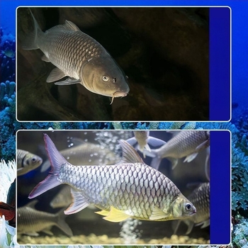 Ribolovni detektor s podvodnom kamerom i HD zaslonom, noćni vid, pregled dna