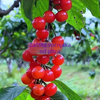 Najlon mreža protiv ptica za vanjsku upotrebu – pogodna za voćnjake, polja, zračne luke i ribnjake