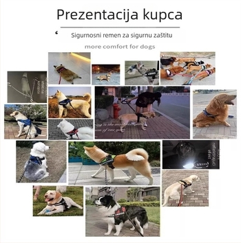 Set hama za psa u stilu veš i povodac s lancem za Border Collie, Golden Retriever i French Bulldog