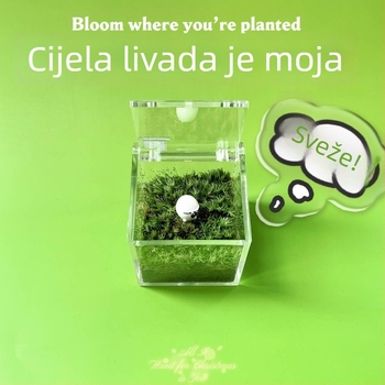 Mikro pejzaž mahovine za unutarnji stol – ručno izrađeno, mogućnost logotipa, poklon za ured