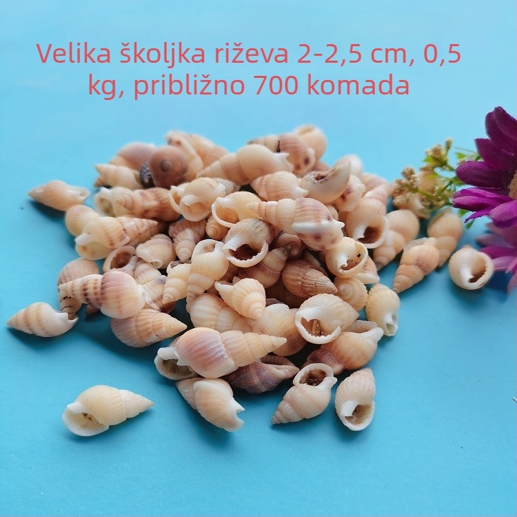 Dekoracije za akvarij od školjki – prirodne morske školjke, nautika stil; prirodna izrada; bionički proizvodni proces (Materijal: školjke; Stil: nautika; Obrada: prirodna; Proizvodni proces: bionički; Primjena: rekviziti za foto-studio, slike za akvarij)