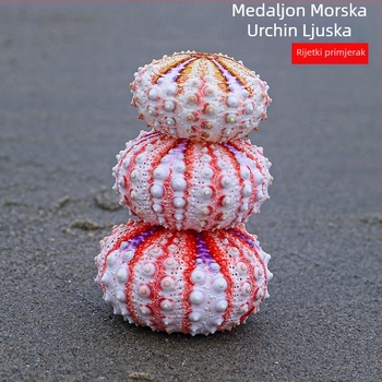 Medalom inspirirana morska ježina i prirodna školjka kolekcija — primjerak za kućnu dekoraciju, ručno izrađeni ukras za biljku u zraku