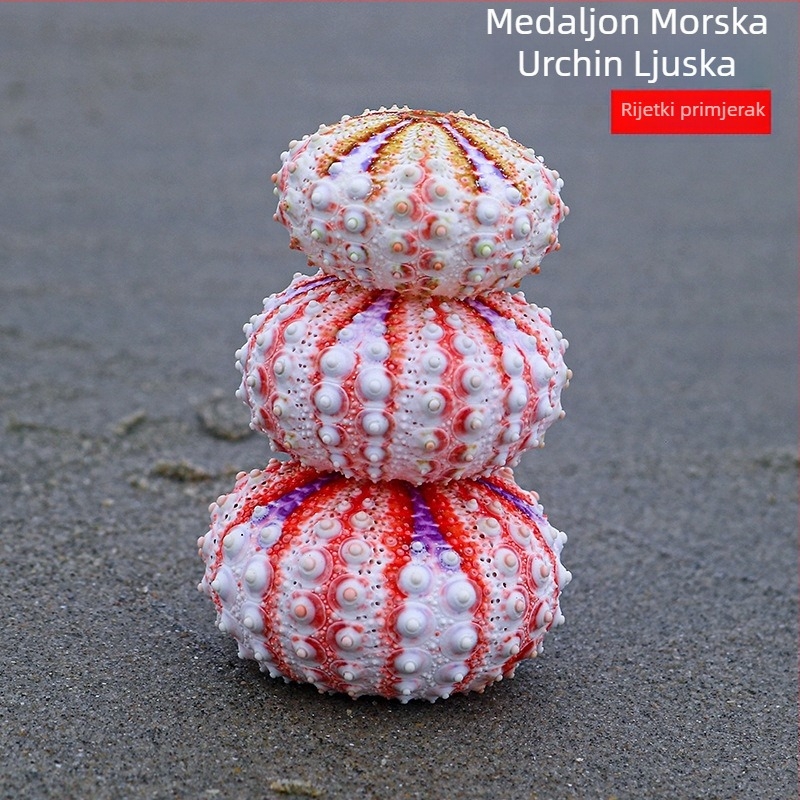 Medalom inspirirana morska ježina i prirodna školjka kolekcija — primjerak za kućnu dekoraciju, ručno izrađeni ukras za biljku u zraku