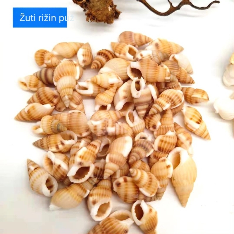 Pastoralne ukrasne školjke, male školjke oko 1 cm, prodaja po težini