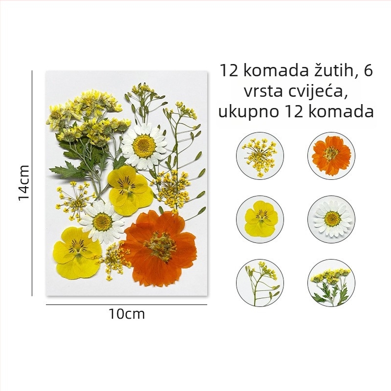 Forget-me-not suhi cvjetovi - paket za presovanje cvjetne umjetnosti, zidnu dekoraciju, vakuumsko pakiranje