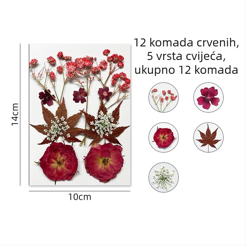 Forget-me-not suhi cvjetovi - paket za presovanje cvjetne umjetnosti, zidnu dekoraciju, vakuumsko pakiranje