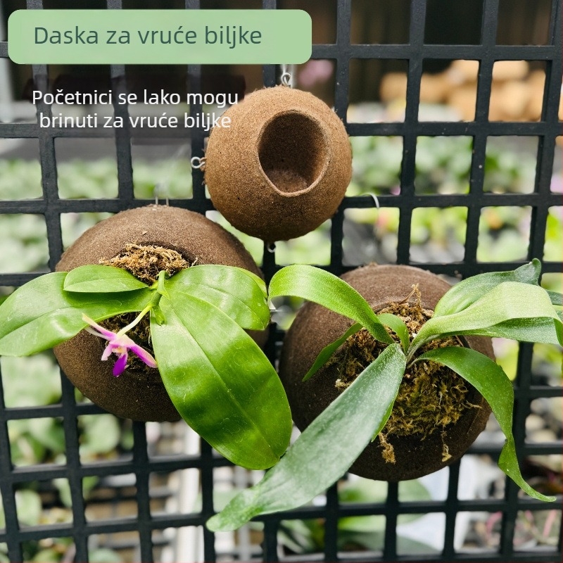 Kork zidna ploča za sadnju orhideja s ugljičnim pamukastim kuglicama