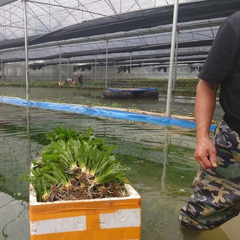 Zelene žive vodene biljke za akvarij s devet kruna – žive, velike listove, mini devet kruna, pakiranje 10 komada, duljina 20–28 cm