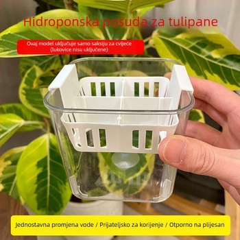 Hidroponska posuda s odjeljcima za tulipane i ljilane, prozirna i vidljiva, s plavim posudom za sadnju, prozračna, za kućnu upotrebu