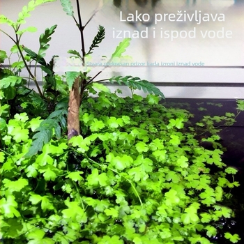 Žive vodene biljke za početnike u uređenju slatkovodnog akvarija u stilu prašume