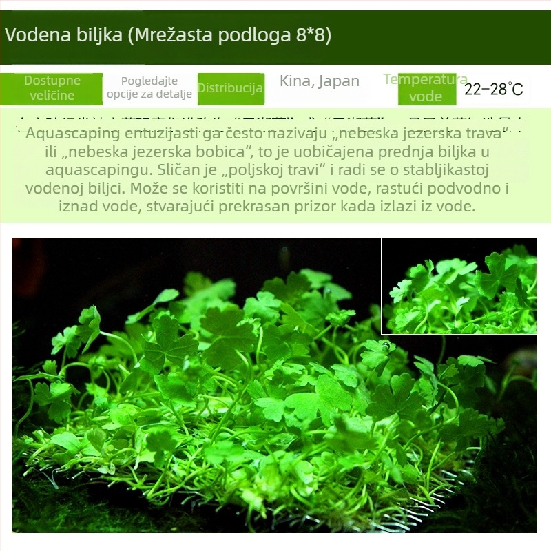 Žive vodene biljke za početnike u uređenju slatkovodnog akvarija u stilu prašume