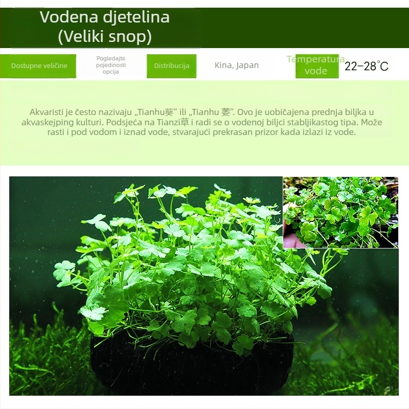 Žive vodene biljke za početnike u uređenju slatkovodnog akvarija u stilu prašume
