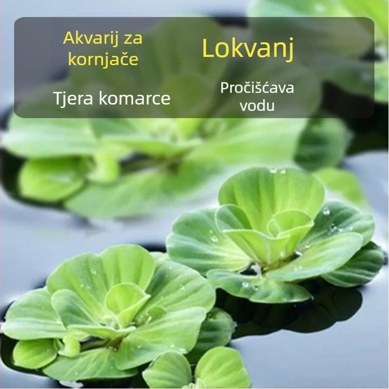 Kućni akvarij za kornjače s ekološkim vodnim biljem i ukrasnim krajolikom za male kornjače