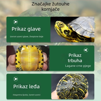 Čistač akvarija za žuto-ušnu kornjaču, uklanjanje algi i otpada, hladna voda, živa kornjača