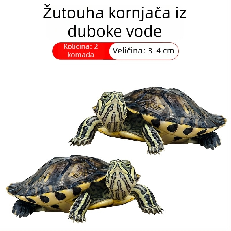 Čistač akvarija za žuto-ušnu kornjaču, uklanjanje algi i otpada, hladna voda, živa kornjača