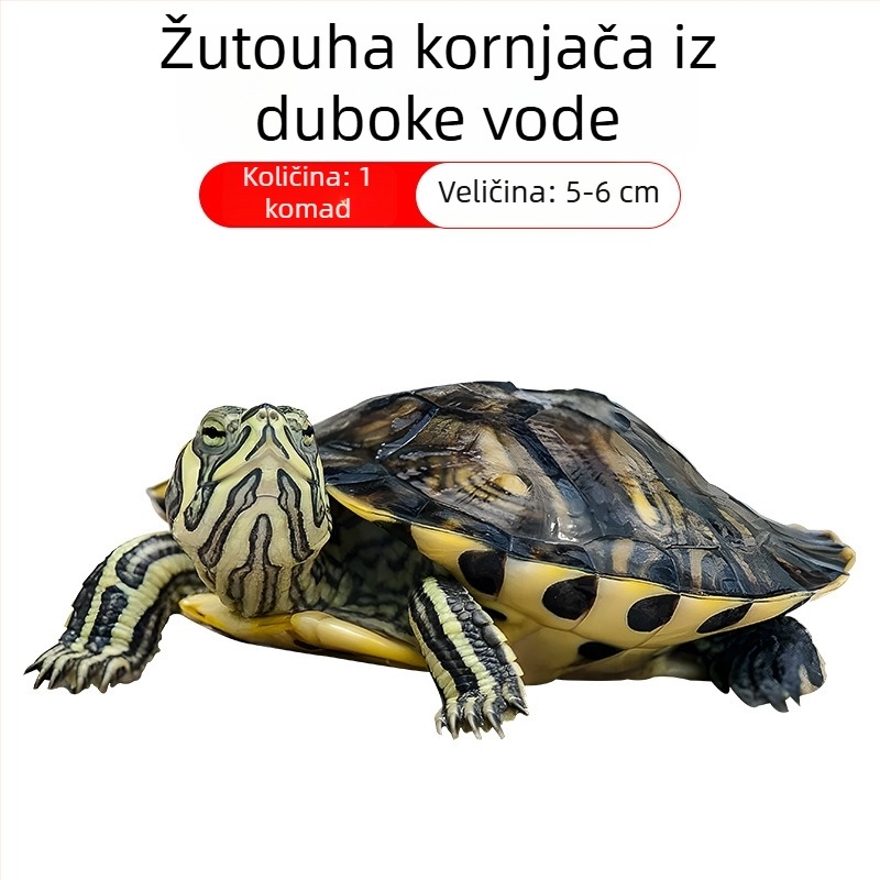 Čistač akvarija za žuto-ušnu kornjaču, uklanjanje algi i otpada, hladna voda, živa kornjača