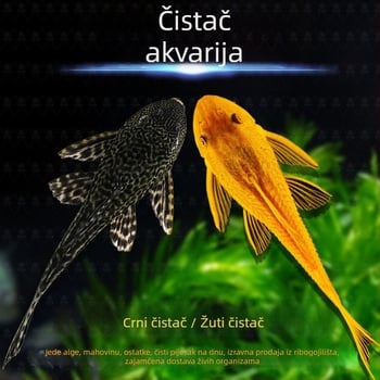 Žive ribe-čistači za slatkovodna akvarija — čiste alge i otpad