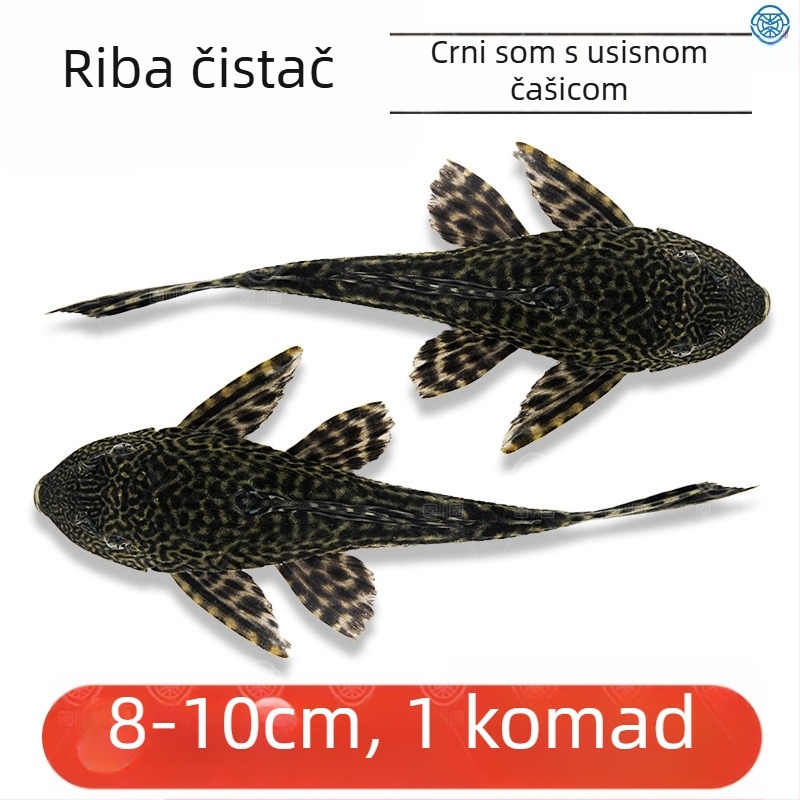 Žive ribe-čistači za slatkovodna akvarija — čiste alge i otpad