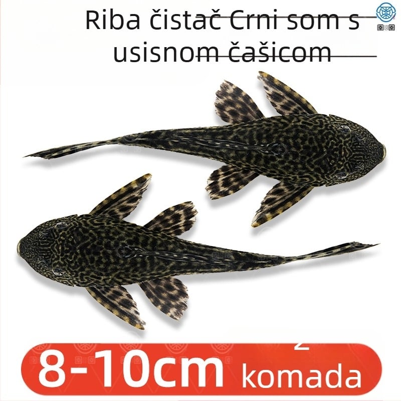 Žive ribe-čistači za slatkovodna akvarija — čiste alge i otpad