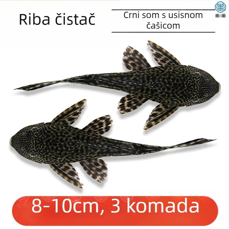 Žive ribe-čistači za slatkovodna akvarija — čiste alge i otpad