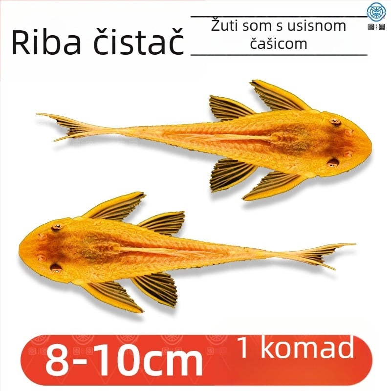 Žive ribe-čistači za slatkovodna akvarija — čiste alge i otpad