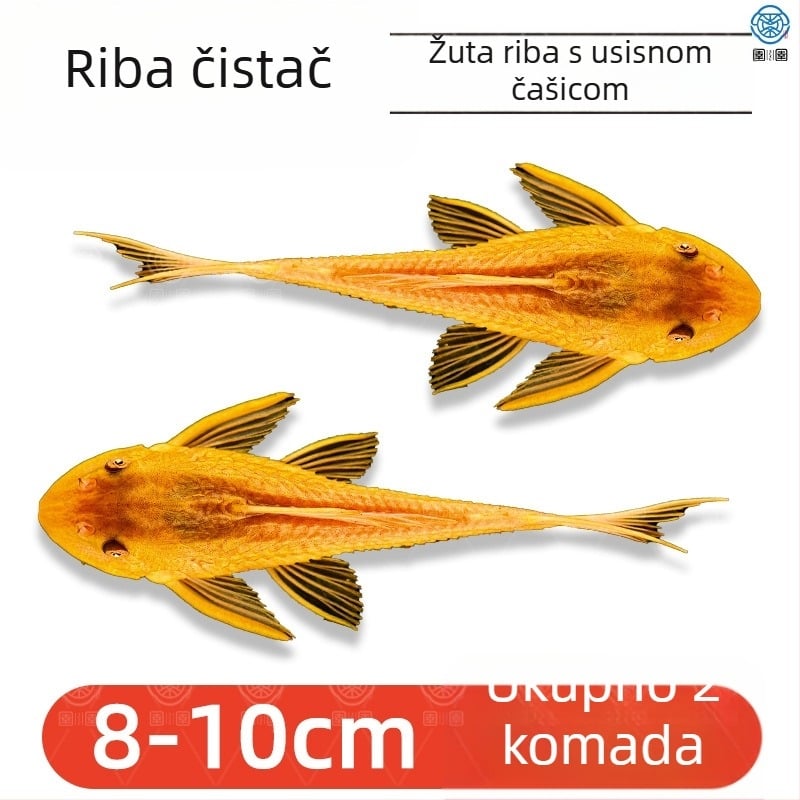 Žive ribe-čistači za slatkovodna akvarija — čiste alge i otpad