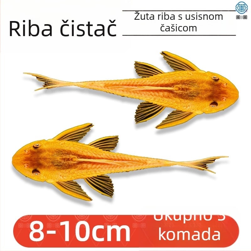 Žive ribe-čistači za slatkovodna akvarija — čiste alge i otpad