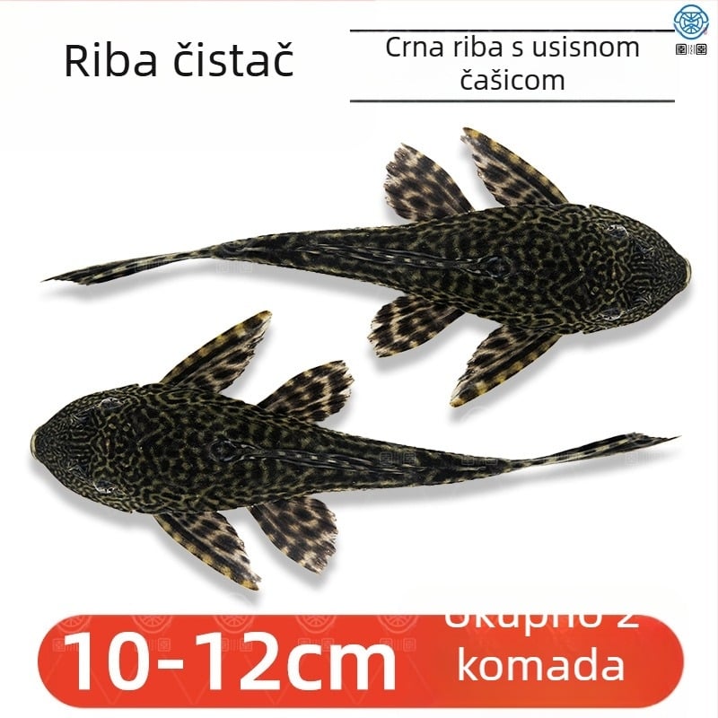 Žive ribe-čistači za slatkovodna akvarija — čiste alge i otpad