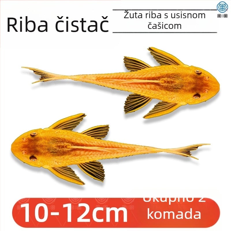 Žive ribe-čistači za slatkovodna akvarija — čiste alge i otpad