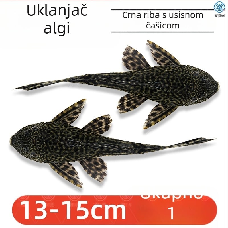 Žive ribe-čistači za slatkovodna akvarija — čiste alge i otpad
