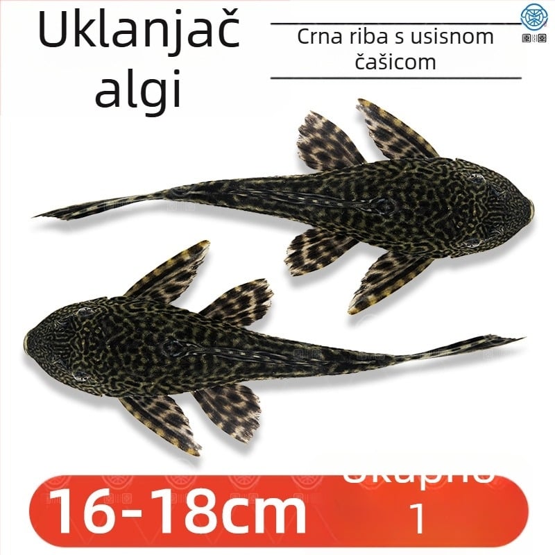 Žive ribe-čistači za slatkovodna akvarija — čiste alge i otpad