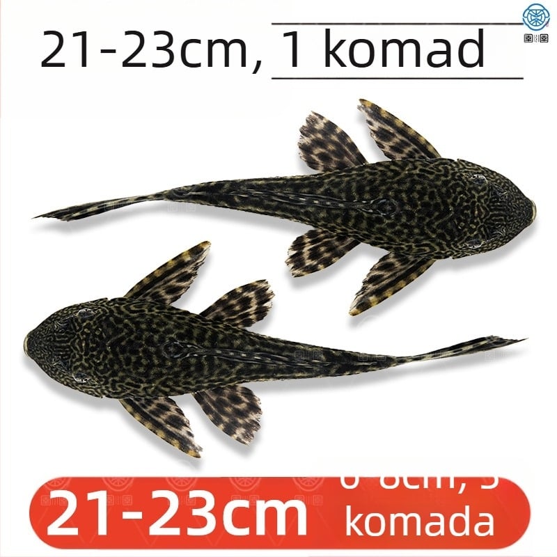 Žive ribe-čistači za slatkovodna akvarija — čiste alge i otpad
