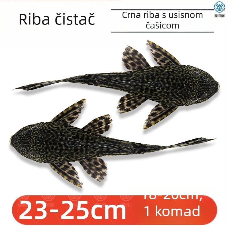 Žive ribe-čistači za slatkovodna akvarija — čiste alge i otpad