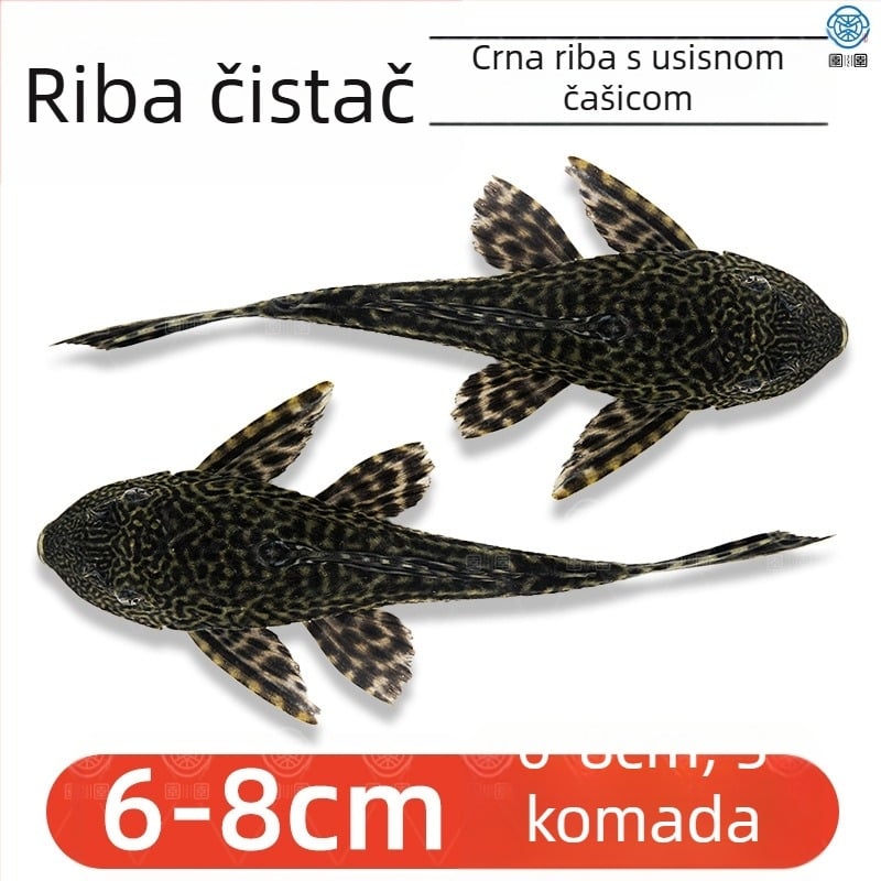 Žive ribe-čistači za slatkovodna akvarija — čiste alge i otpad