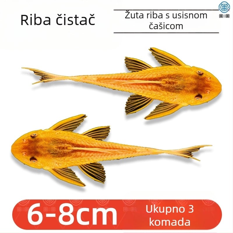 Žive ribe-čistači za slatkovodna akvarija — čiste alge i otpad