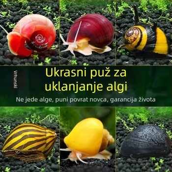 Slatkovodni jabukasti puž za akvarij — alat za uklanjanje algi i čišćenje spremnika, puževi koji jedu alge (mali i veliki)