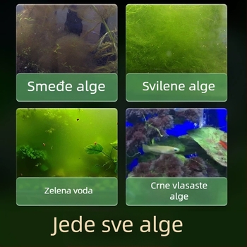 Slatkovodni jabukasti puž za akvarij — alat za uklanjanje algi i čišćenje spremnika, puževi koji jedu alge (mali i veliki)