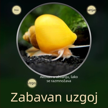 Slatkovodni jabukasti puž za akvarij — alat za uklanjanje algi i čišćenje spremnika, puževi koji jedu alge (mali i veliki)