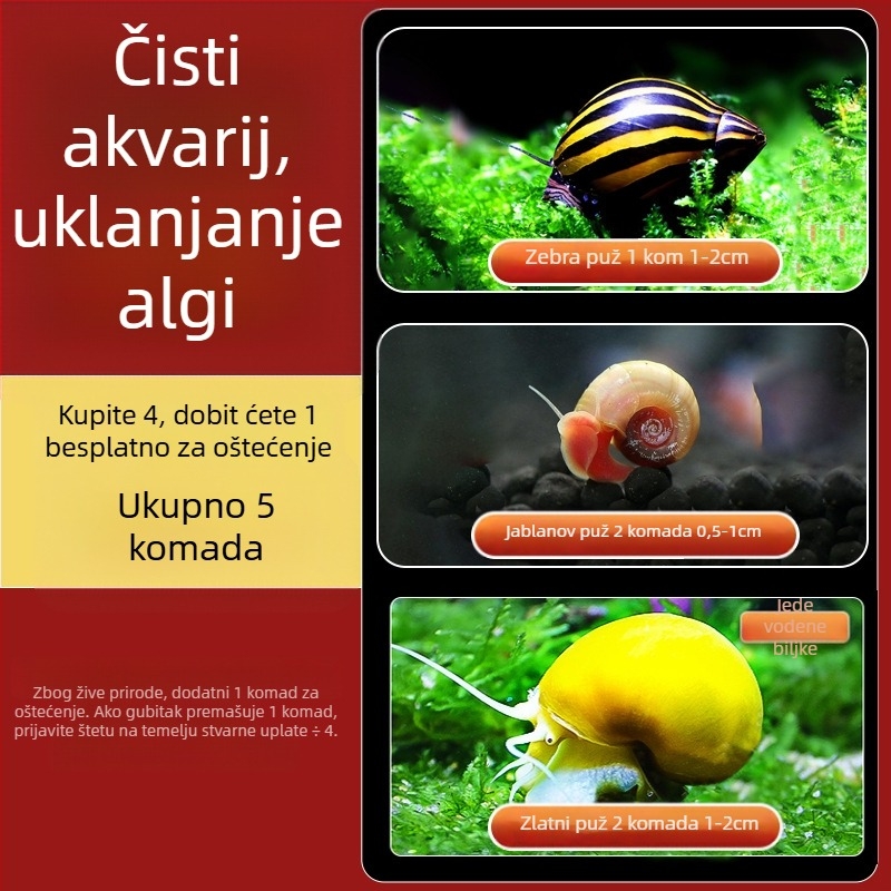 Slatkovodni jabukasti puž za akvarij — alat za uklanjanje algi i čišćenje spremnika, puževi koji jedu alge (mali i veliki)