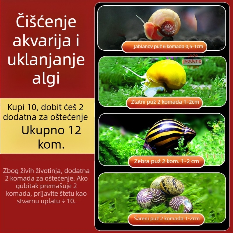 Slatkovodni jabukasti puž za akvarij — alat za uklanjanje algi i čišćenje spremnika, puževi koji jedu alge (mali i veliki)