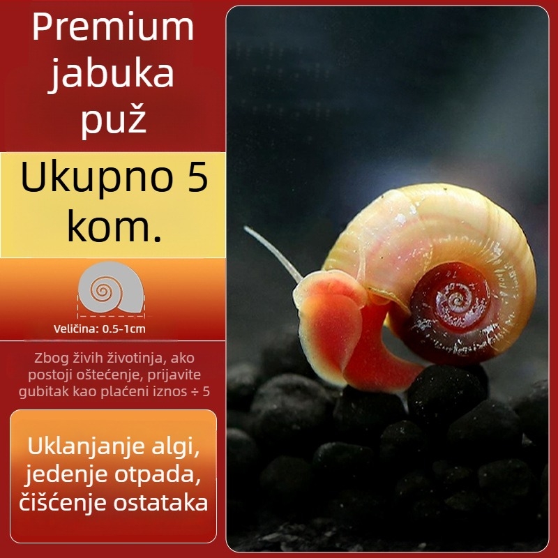 Slatkovodni jabukasti puž za akvarij — alat za uklanjanje algi i čišćenje spremnika, puževi koji jedu alge (mali i veliki)