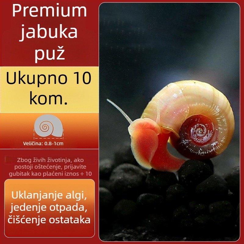 Slatkovodni jabukasti puž za akvarij — alat za uklanjanje algi i čišćenje spremnika, puževi koji jedu alge (mali i veliki)