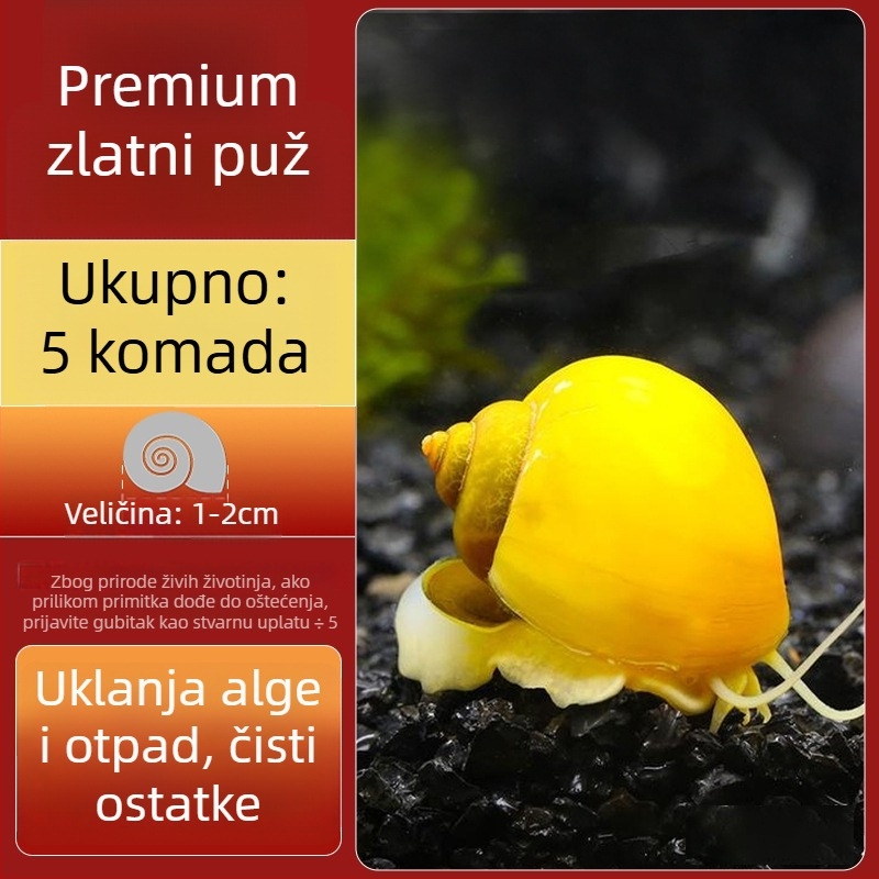 Slatkovodni jabukasti puž za akvarij — alat za uklanjanje algi i čišćenje spremnika, puževi koji jedu alge (mali i veliki)