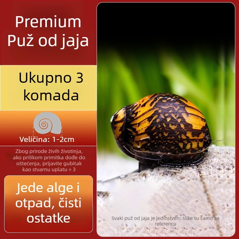 Slatkovodni jabukasti puž za akvarij — alat za uklanjanje algi i čišćenje spremnika, puževi koji jedu alge (mali i veliki)