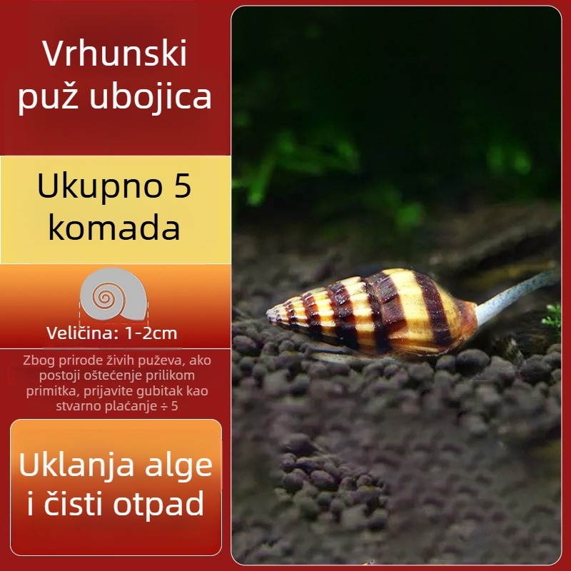 Slatkovodni jabukasti puž za akvarij — alat za uklanjanje algi i čišćenje spremnika, puževi koji jedu alge (mali i veliki)
